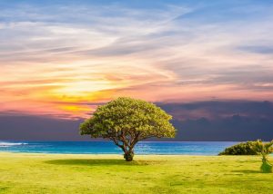 Baum in freier Wildbahn