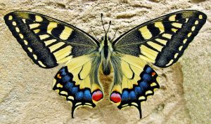 Schmetterling als Wandtattoo