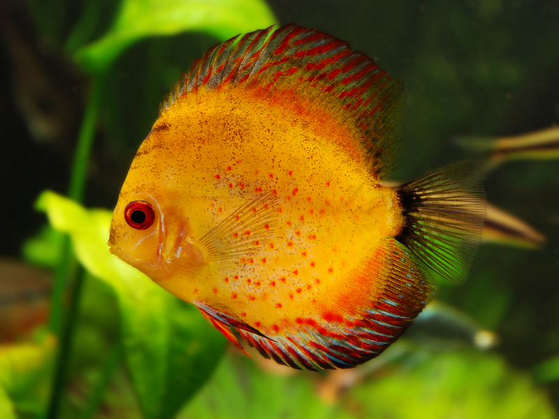 Viele fische eine kostenlose dating-sites