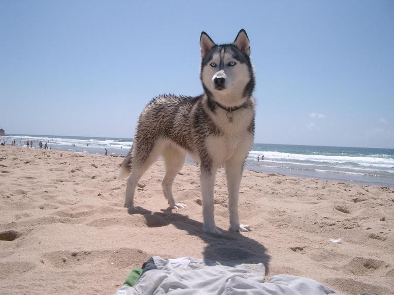 wandtattoo-huskie wandtattoo-huskie