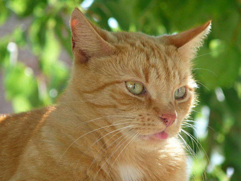 wandtattoo-katze wandtattoo-katze