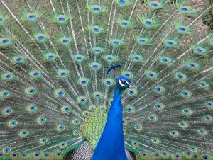 wandtattoo_blauer_pfau © Ulrich Kamp / PIXELIO