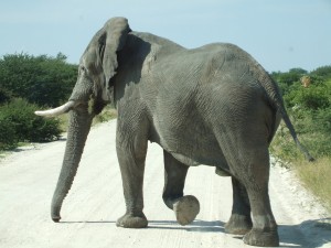 wandtattoo_elefant © Sibylle Mader / PIXELIO