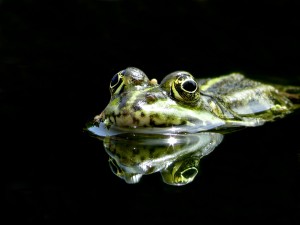 wandtattoo_frosch © Günther Dotzler / PIXELIO