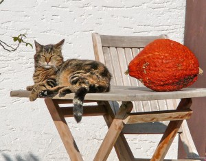 wandtattoo_katze © Adolf Riess / PIXELIO