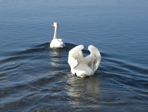wandtattoo_schwan © Hanspeter Bolliger / PIXELIO