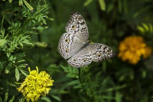 Schöner Schmetterling