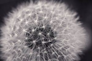 Pusteblume als Wandtattoo